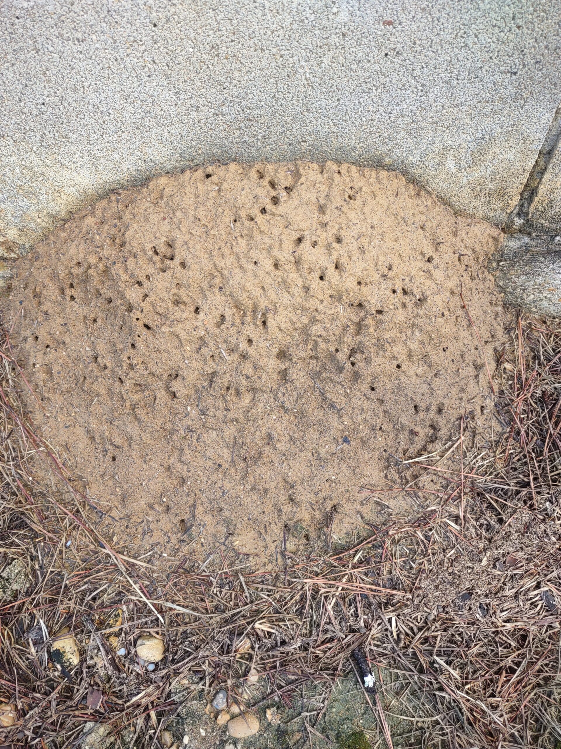Fire Ant Mound