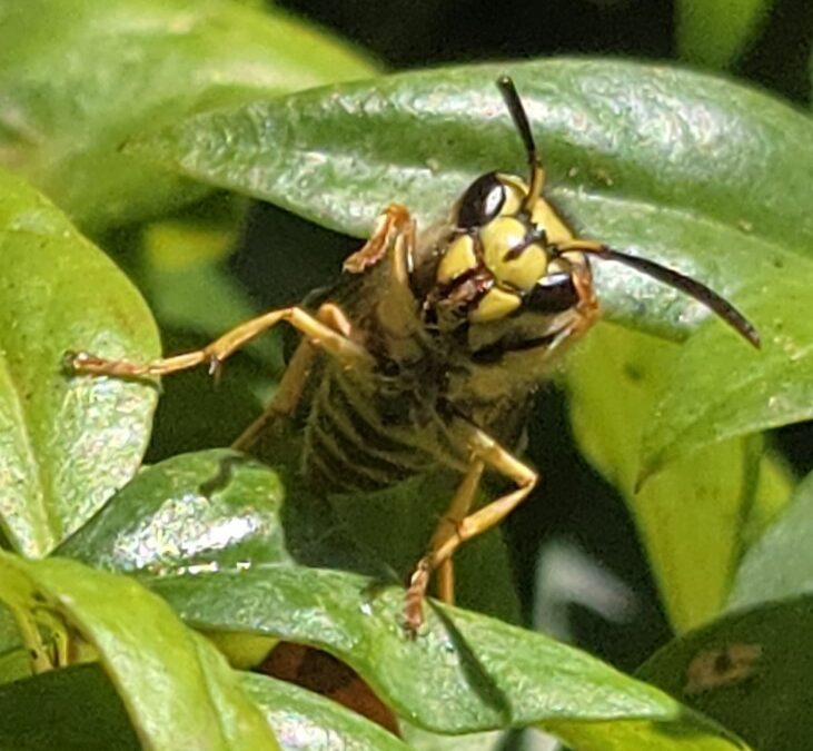 Yellow Jacket