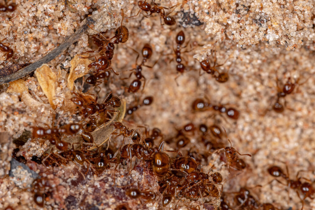 piles of Ants