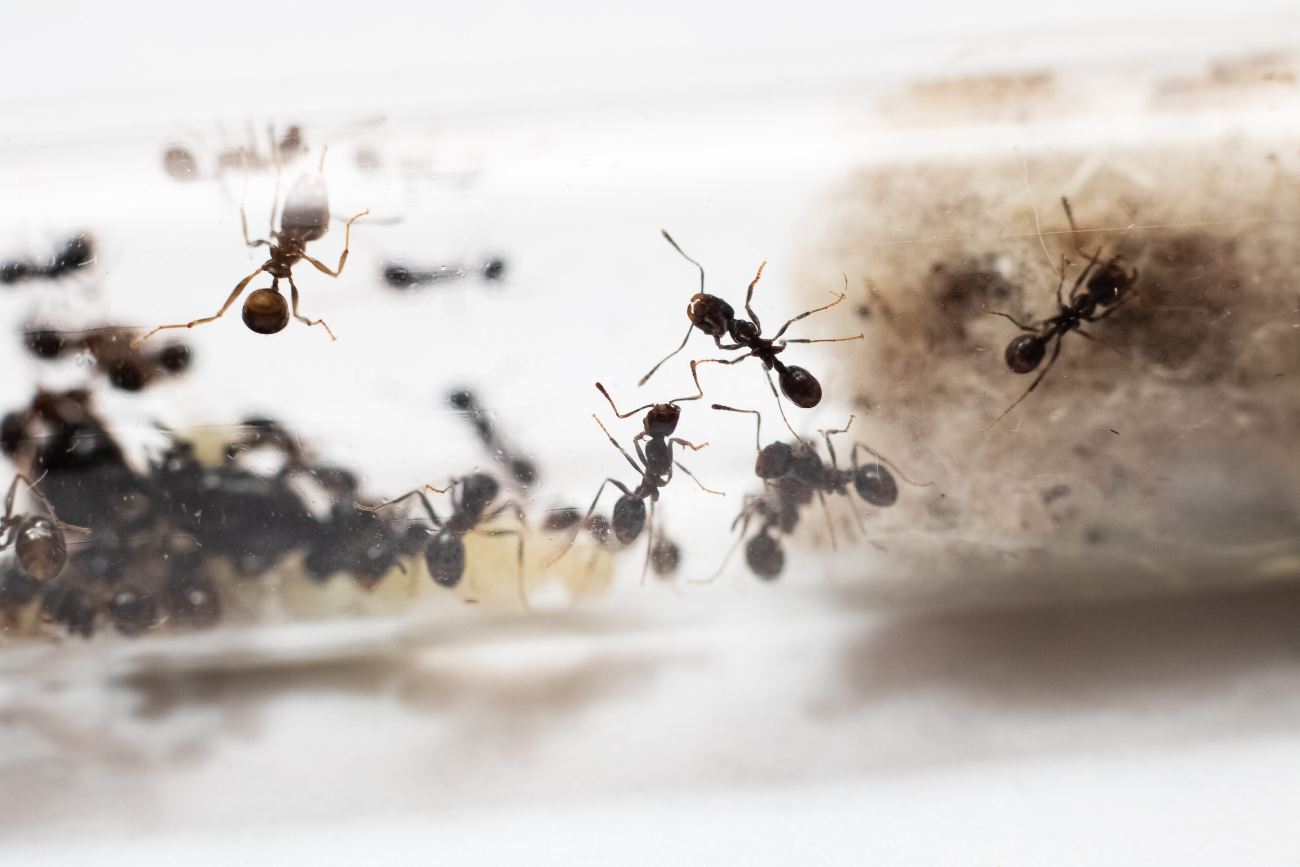 Ant Control & Extermination Nashville TN