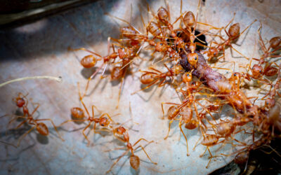 Fire Ants