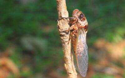 Cicadas