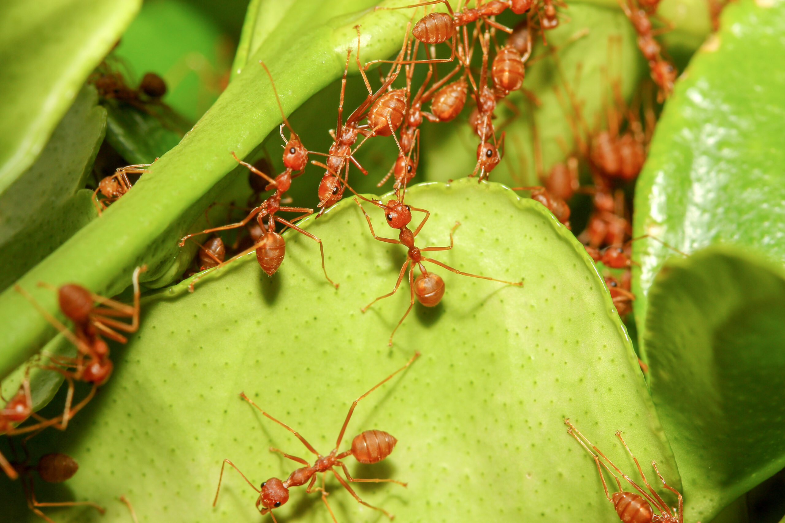 Ant Control Solutions in Brentwood, TN