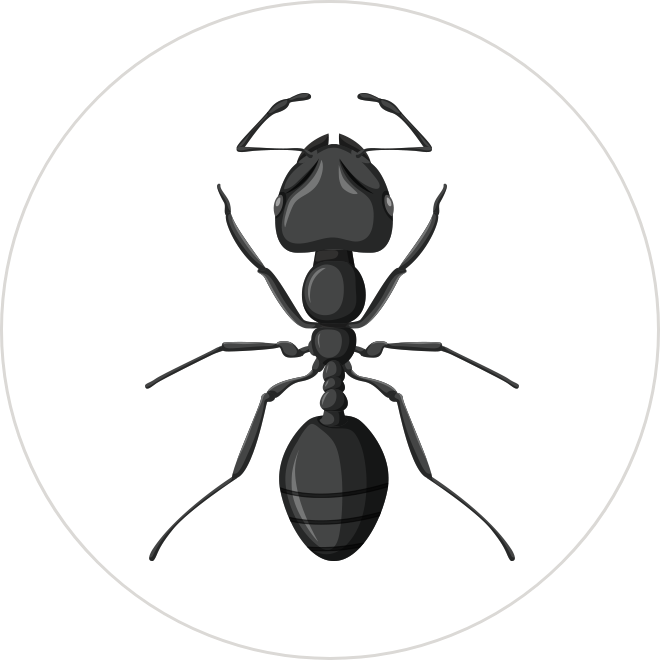 Carpenter Ants