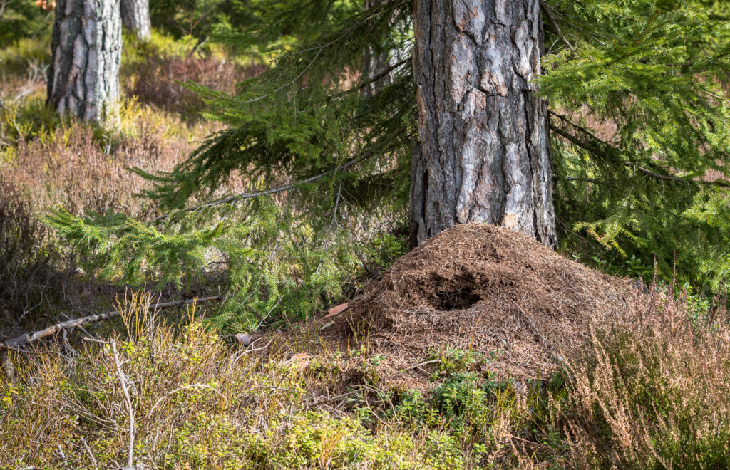 ant hills