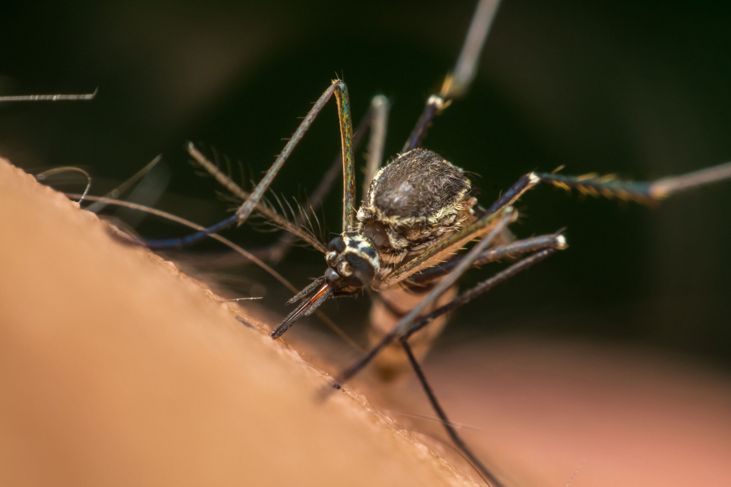 mosquito (Aedes aegypti) sucking blood