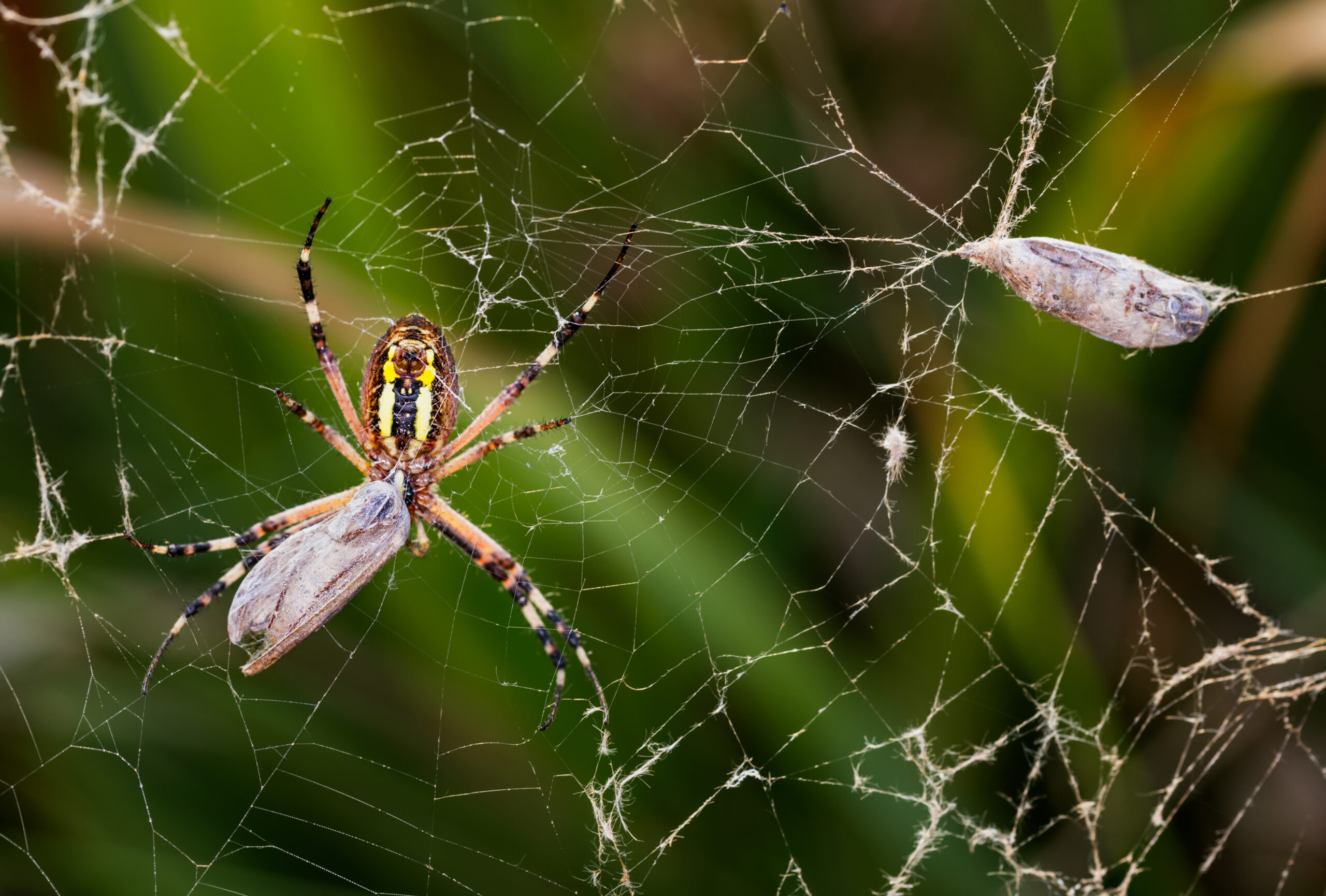 Spider Control and Exterminator in Hermitage, TN