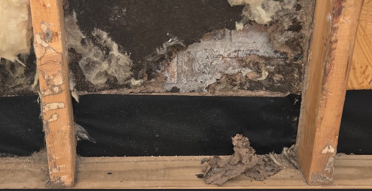 Termites In A Wall