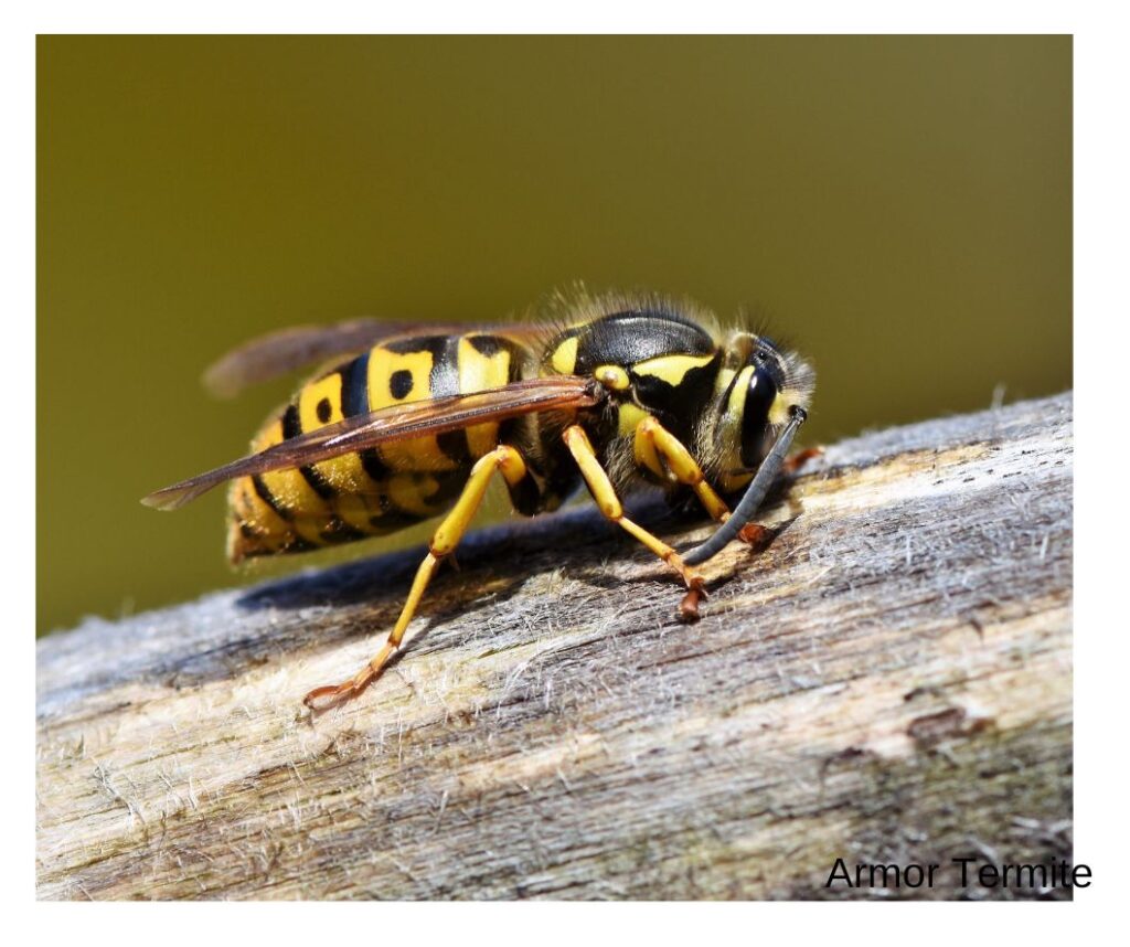 Hornet