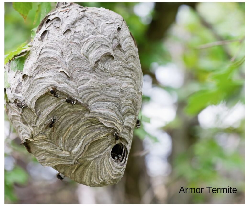 Hornet Nest