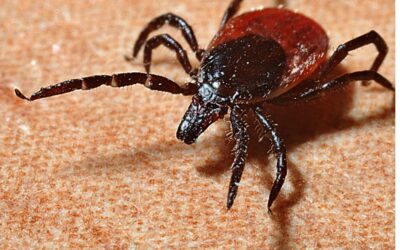 Ticks in Tennessee: What Homeowners Need to Know
