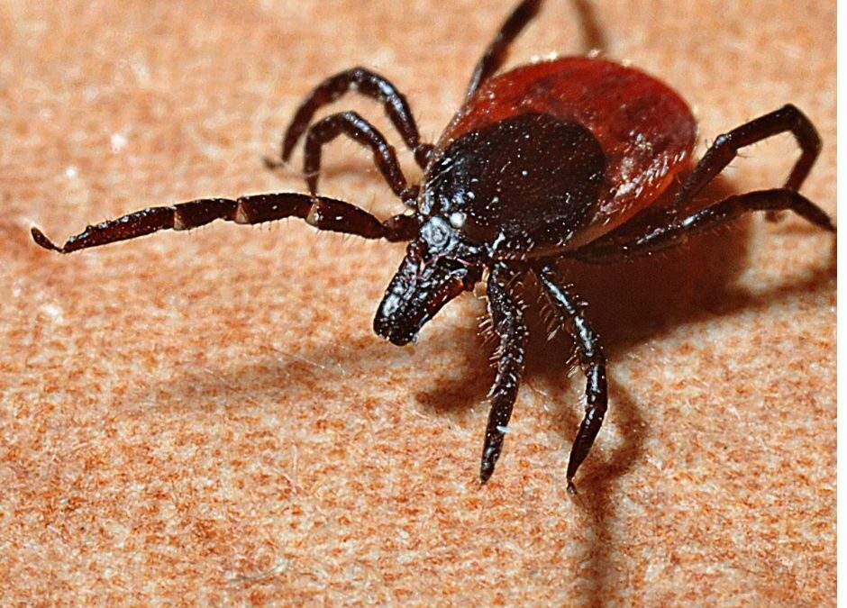 Tick Brown Background