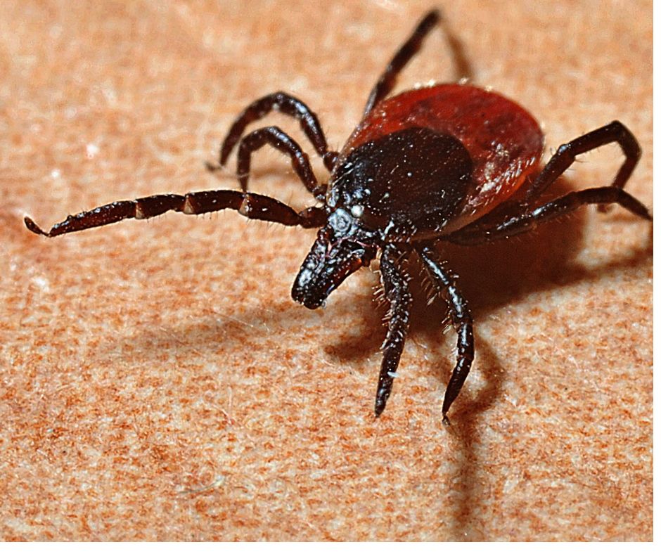 Tick on brown background