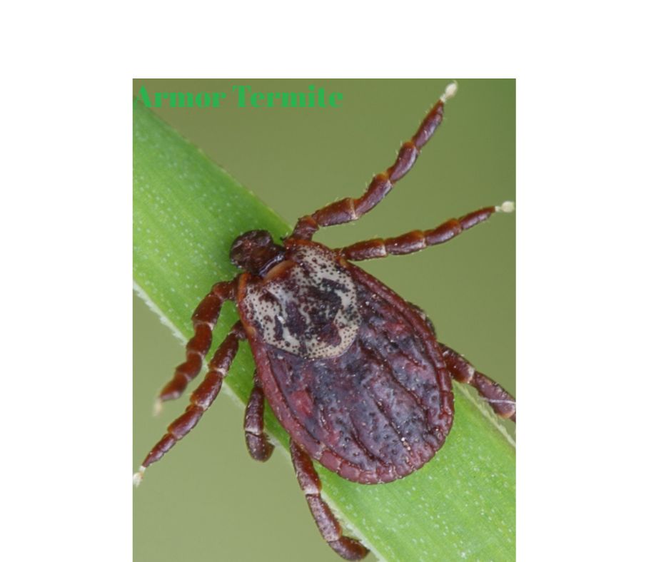 Tick on Grass