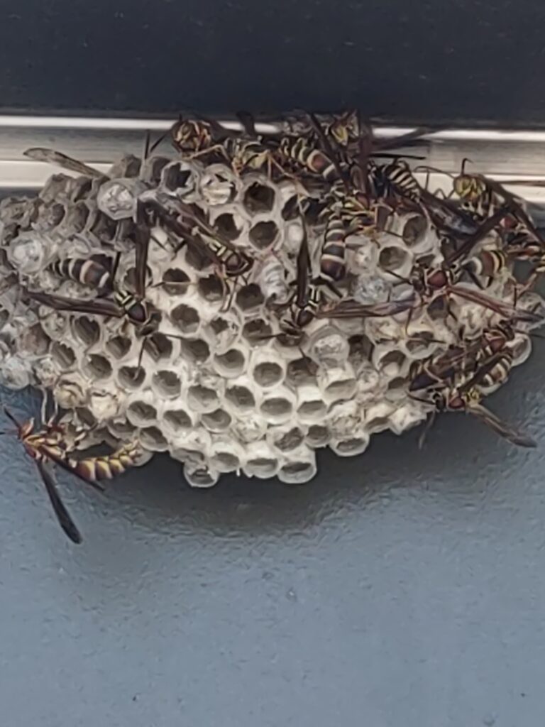 Nest on a Door