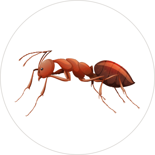 Ants