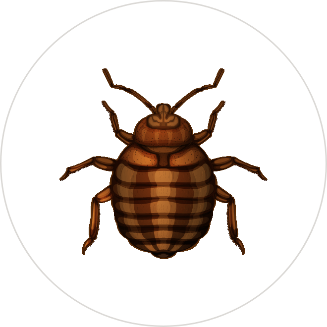 Bed Bugs