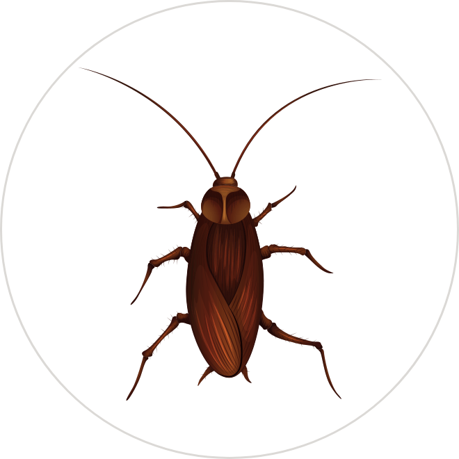 Cockroaches
