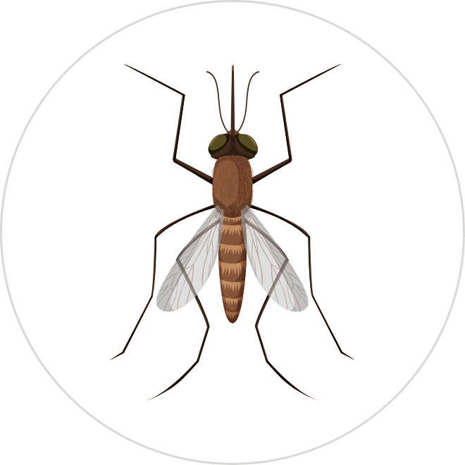 Mosquitoes