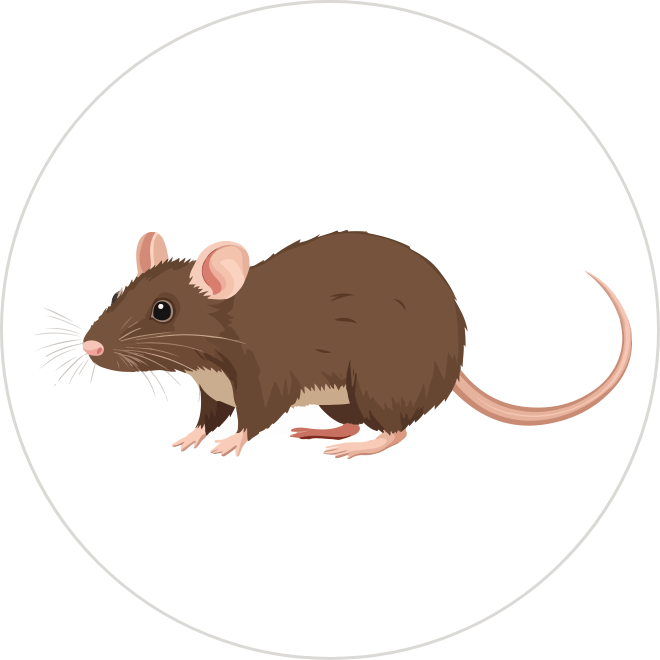 Rodents