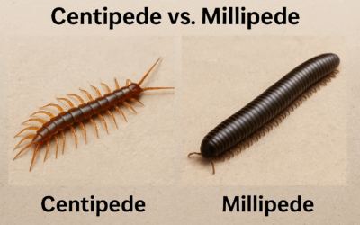 Moisture-Loving Pests in Mt Juliet: Keep Them Out This Winter