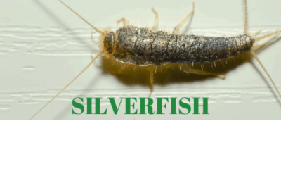 Mt. Juliet’s Hidden Pest: How to Identify and Get Rid of Silverfish