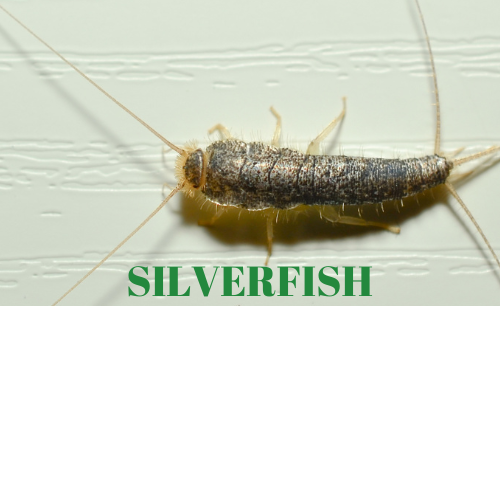 Mt. Juliet’s Hidden Pest: How to Identify and Get Rid of Silverfish