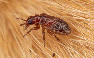 Flea Control in Nashville & Mt. Juliet: What Every Pet Owner Should Know