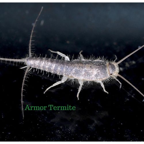 Silverfish