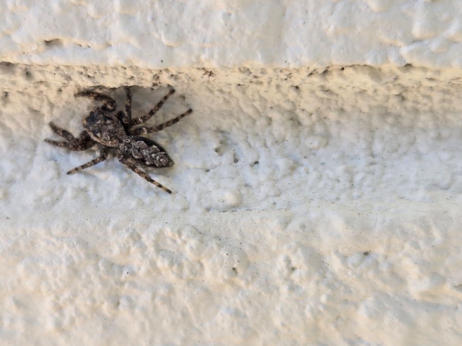 Black Spider on a wall
